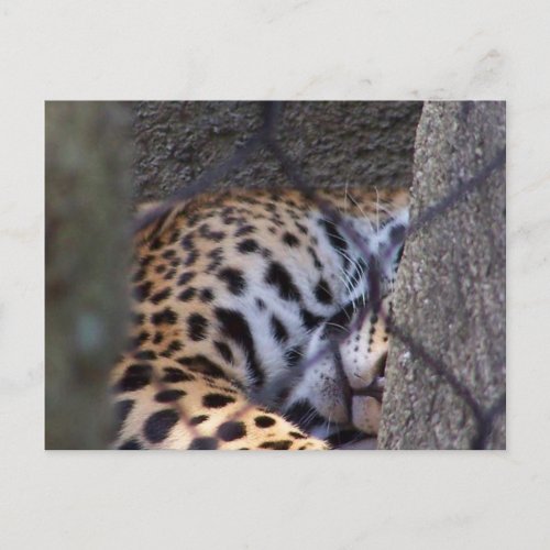 Sleeping jaguar fence tree abstract photograph postcard