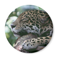 Sleeping jaguar with leafy background magnet
