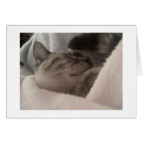 Sleeping Kitten cards by alaynamarie Sleeping Kitten cards