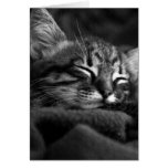 Sleeping Kitten Card