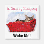 Sleeping Kitten In Bright Red Basket Magnet