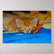 Sleeping Kitten Poster