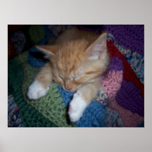 Sleeping Kitten Print