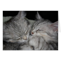 Sleeping Kittens Notecard