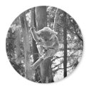 Sleeping Koala Bear ~ Magnet by meganbreece Sleeping Koala Bear ~ Magnet