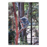 Sleeping Koala Bear ~ Notecard