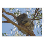 Sleeping Koala card