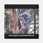 Sleeping Koala Magnets