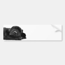 Sleeping Lab Bumper Sticker