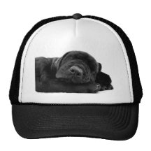 Sleeping Lab Hat
