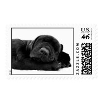 Sleeping Lab Postage Stamp