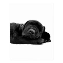 Sleeping Lab Postcard
