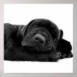 Sleeping Lab Poster Print