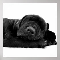Sleeping Lab Poster Print