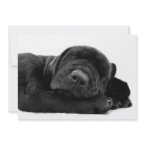 Sleeping Lab Puppy Invitation