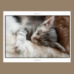 Sleeping LaPerm kitten postcards