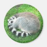 Sleeping Lemur On Grass Magnet