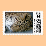 Sleeping Leopard Postage Stamp