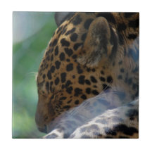 Sleeping Leopard Tile