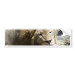 sleeping lion bumper stickers