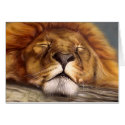 Sleeping Lion cards