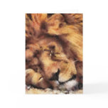 Sleeping Lion Greeting Cards