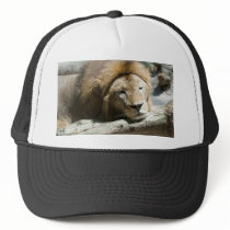 sleeping lion hats by Webitect sleeping lion hats