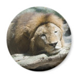 sleeping lion fridge magnets sleeping lion fridge magnets