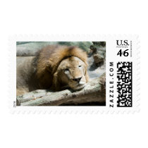 sleeping lion stamps