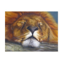Sleeping Lion postcards by Felidae52 Sleeping Lion postcards
