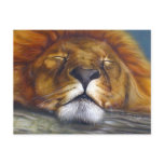Sleeping Lion Post Card