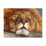 Sleeping Lion Post Card