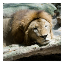 sleeping lion posters
