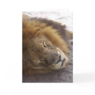 Sleeping male lion head view photograph card
