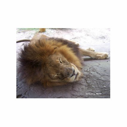 Sleeping male lion head view photograph cut out