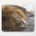 Sleeping male lion head view photograph mouse pad