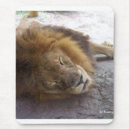 Sleeping male lion head view photograph mousepad