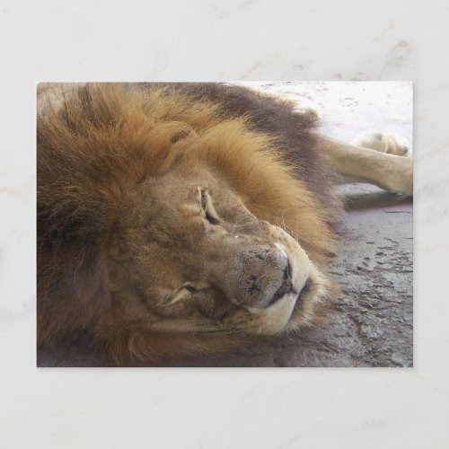 Sleeping male lion head view photograph postcard