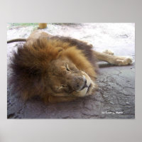 Sleeping male lion head view photograph poster