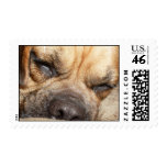 Sleeping Mastiff  Postage Stamp