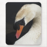 Sleeping Mute Swan Close-up Mousepad mousepads