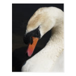 Sleeping Mute Swan Postcard postcards