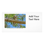 Sleeping Owl Photo Cards