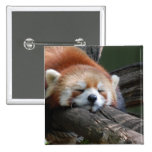 red panda, panda, red panda bear, bear, bears, red panda bears, panda bear, mammal, animal, wildlife, wild animal, wild life, china, chinese panda, china panda, chinese panda bear, chinese, animals, mammals, panda photo, panda photograph, giant panda photo, red panda photograph, red bear photo, red bear photograph, wild, other mammals