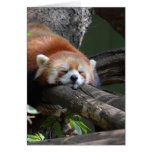 red panda, panda, red panda bear, bear, bears, red panda bears, panda bear, mammal, animal, wildlife, wild animal, wild life, china, chinese panda, china panda, chinese panda bear, chinese, animals, mammals, panda photo, panda photograph, giant panda photo, red panda photograph, red bear photo, red bear photograph, wild, other mammals