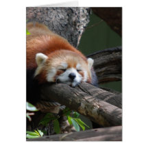 Sleeping Panda Bear  Greeting Card