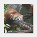 red panda, panda, red panda bear, bear, bears, red panda bears, panda bear, mammal, animal, wildlife, wild animal, wild life, china, chinese panda, china panda, chinese panda bear, chinese, animals, mammals, panda photo, panda photograph, giant panda photo, red panda photograph, red bear photo, red bear photograph, wild, other mammals