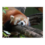 red panda, panda, red panda bear, bear, bears, red panda bears, panda bear, mammal, animal, wildlife, wild animal, wild life, china, chinese panda, china panda, chinese panda bear, chinese, animals, mammals, panda photo, panda photograph, giant panda photo, red panda photograph, red bear photo, red bear photograph, wild, other mammals