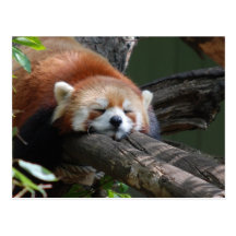 Sleeping Panda Bear  Postcard