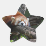 red panda, panda, red panda bear, bear, bears, red panda bears, panda bear, mammal, animal, wildlife, wild animal, wild life, china, chinese panda, china panda, chinese panda bear, chinese, animals, mammals, panda photo, panda photograph, giant panda photo, red panda photograph, red bear photo, red bear photograph, wild, other mammals